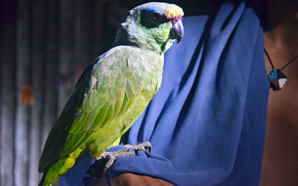 papagaio da amazónia peruana